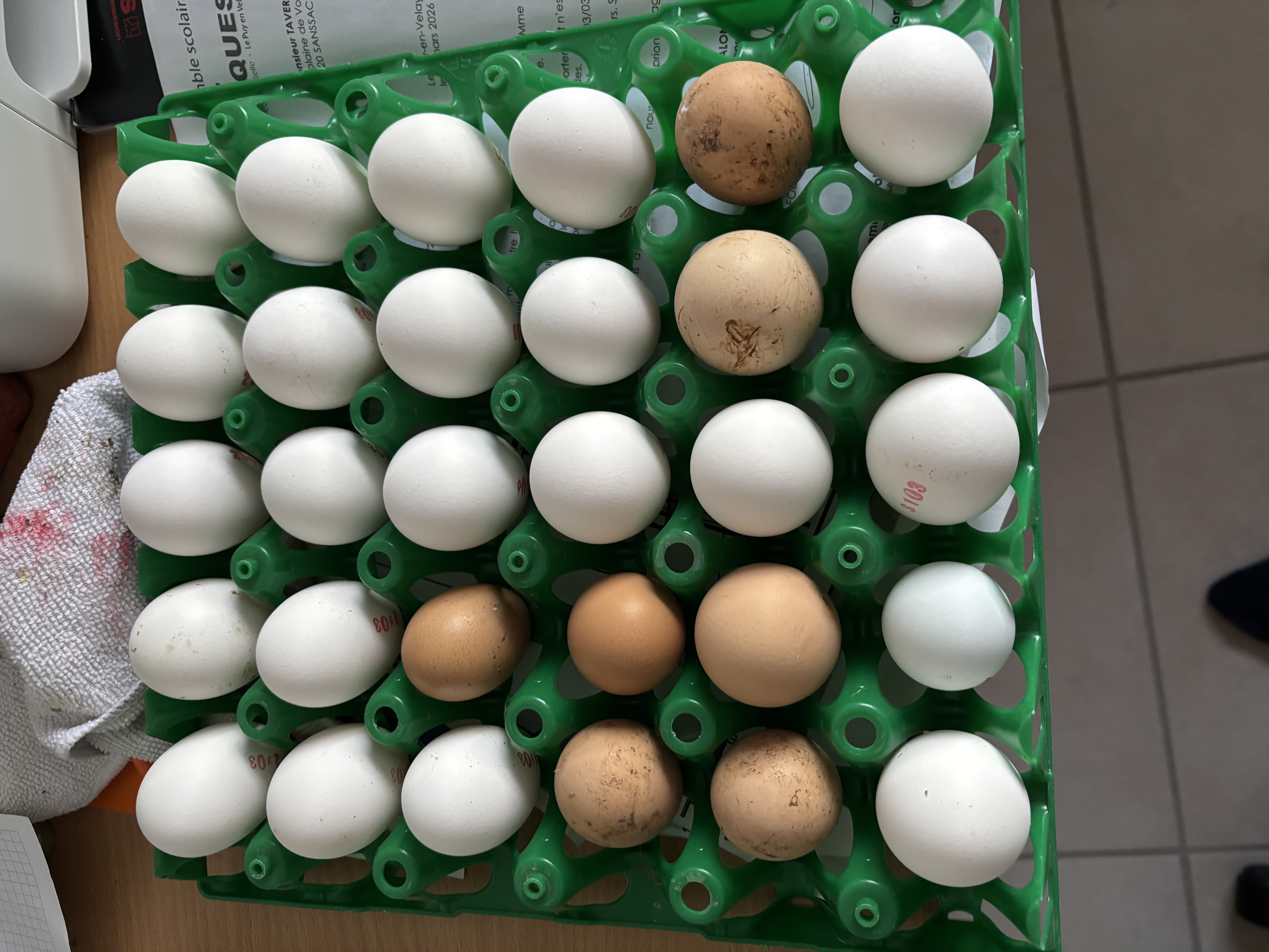 Œufs fermiers poules en plein air
