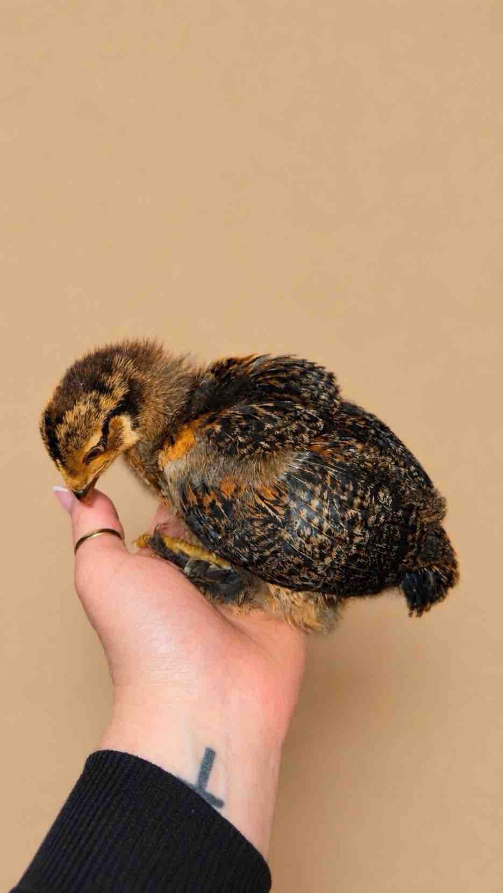 Poussins Brahma pure et poules rousses