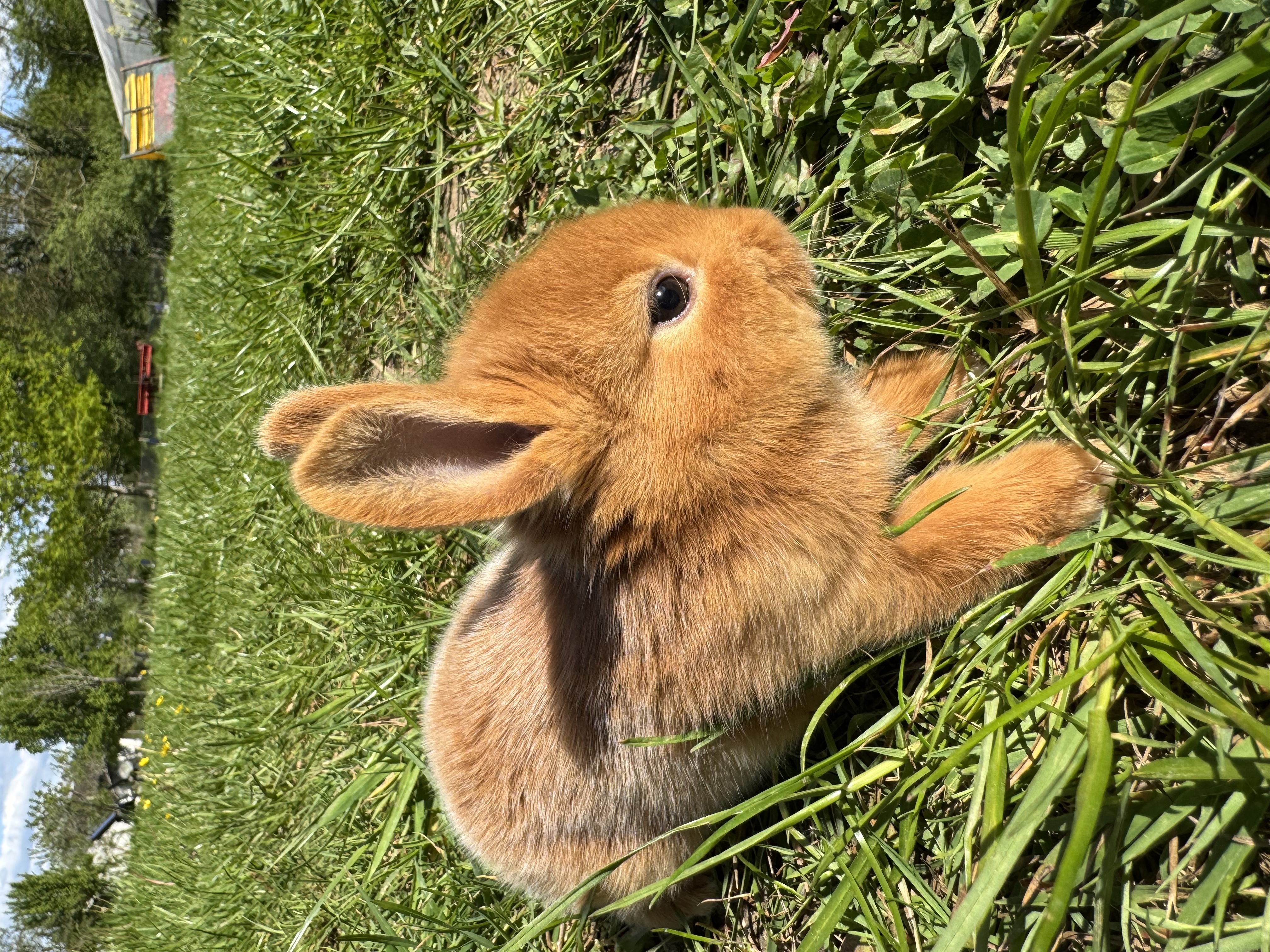 Lapin fauve de Bourgogne