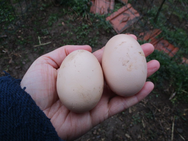 OEufs