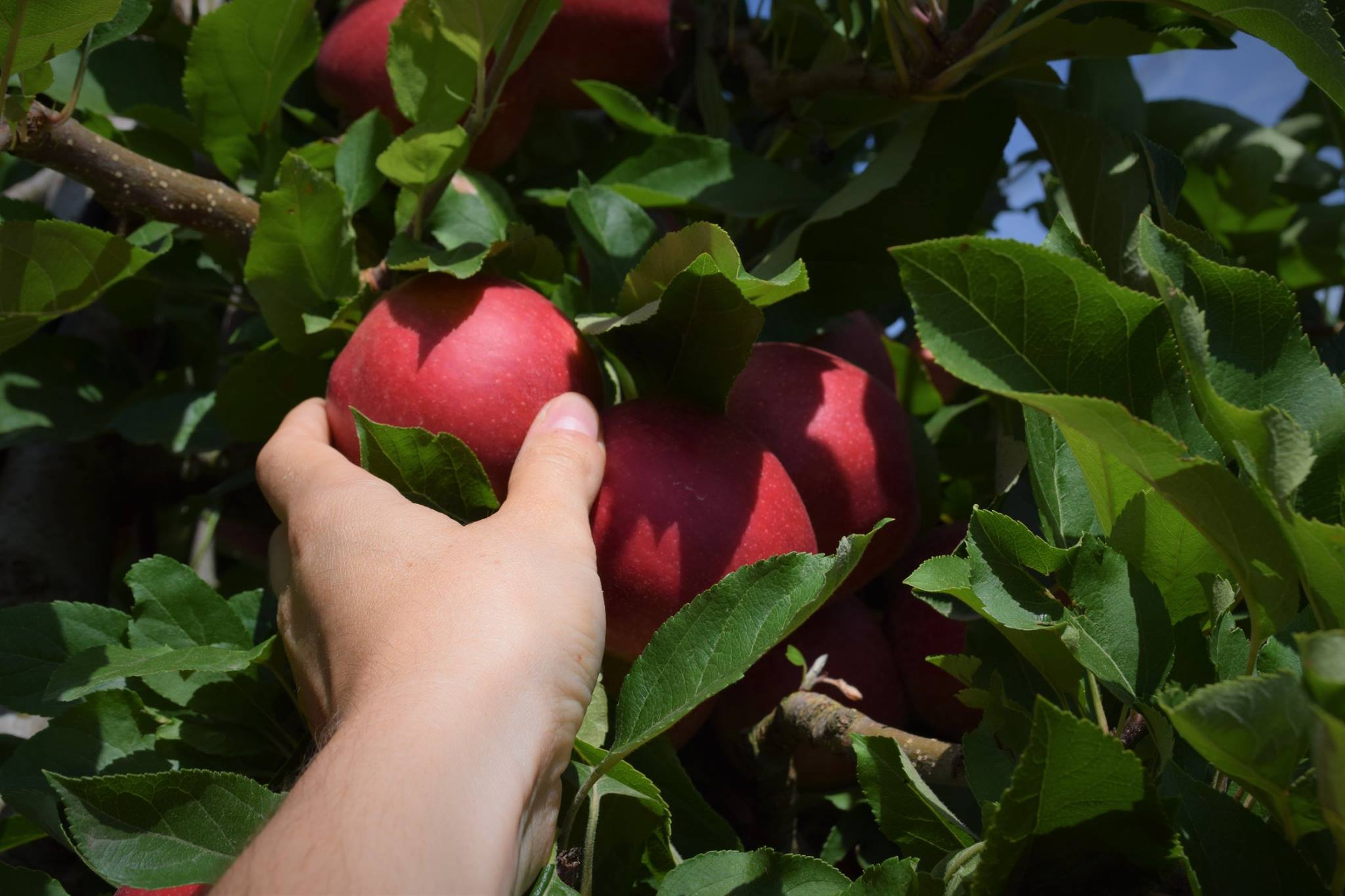 Cueillette de pommes
